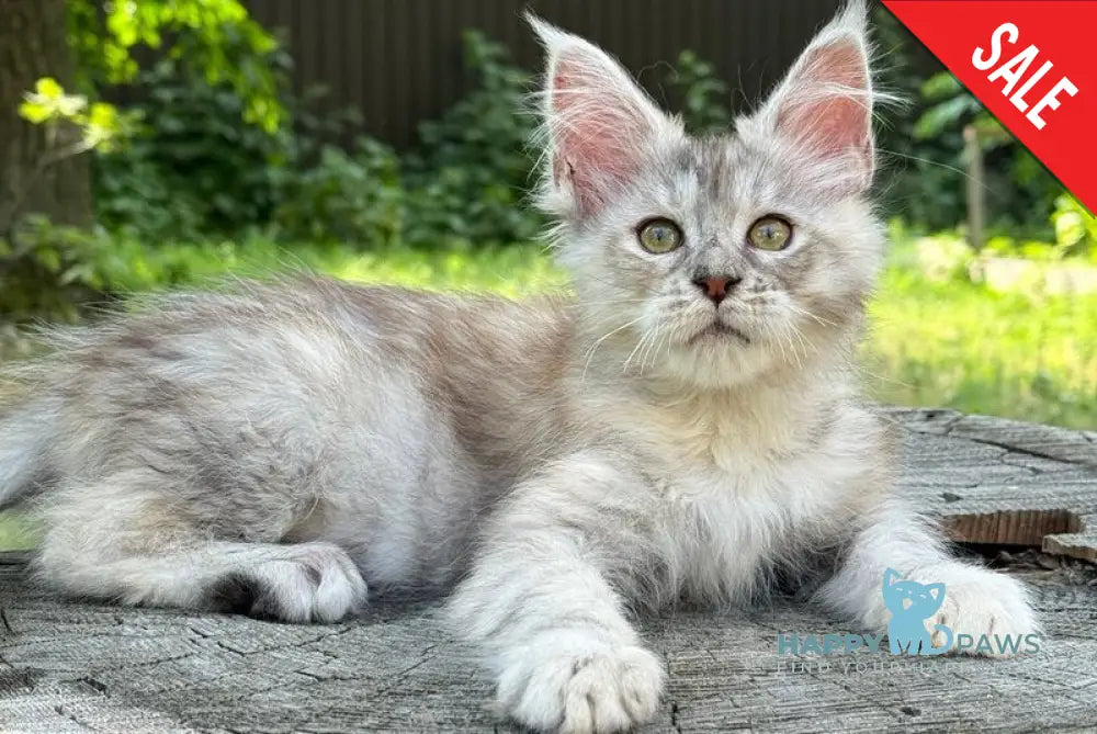 Avrora Maine Coon female black tortie tabby live animals