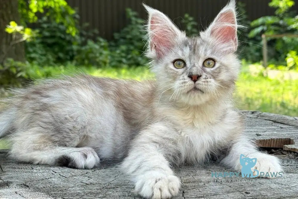 Avrora Maine Coon female black tortie tabby live animals