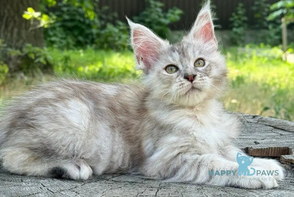 Avrora Maine Coon female black tortie tabby live animals