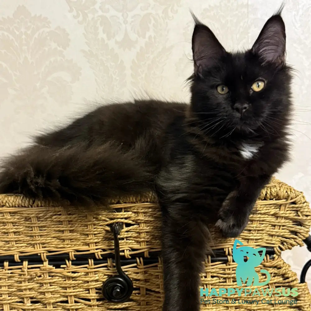Avrora Maine Coon female black with white - live animals