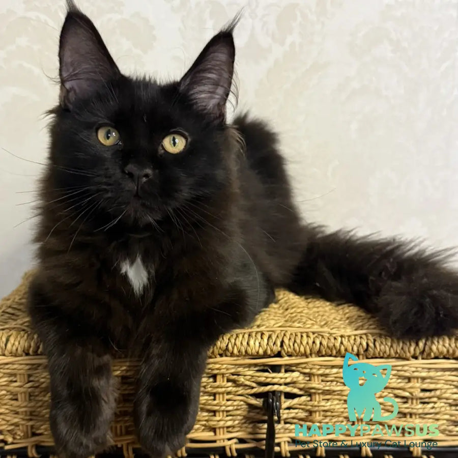 Avrora Maine Coon female black with white - live animals