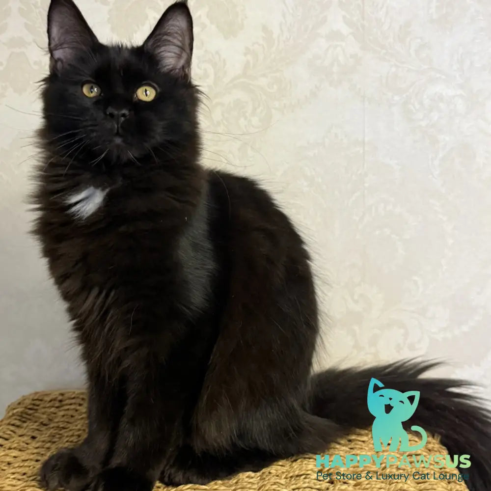 Avrora Maine Coon female black with white - live animals