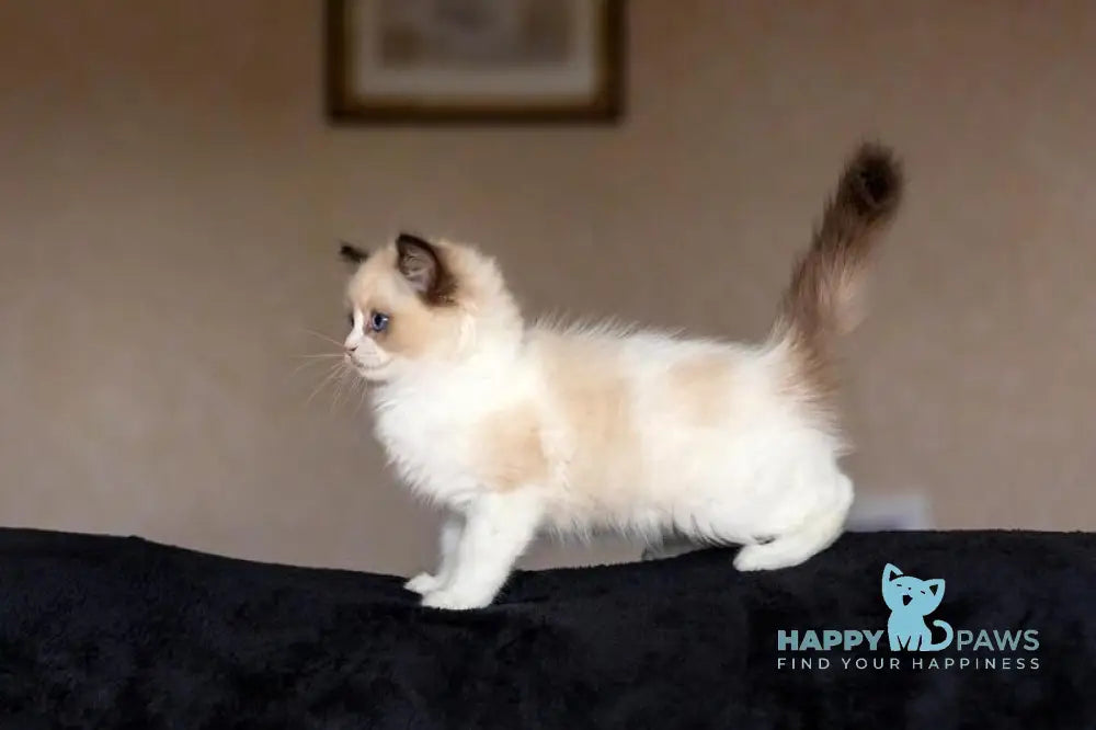 Avrora Ragdoll female seal bicolour live animals
