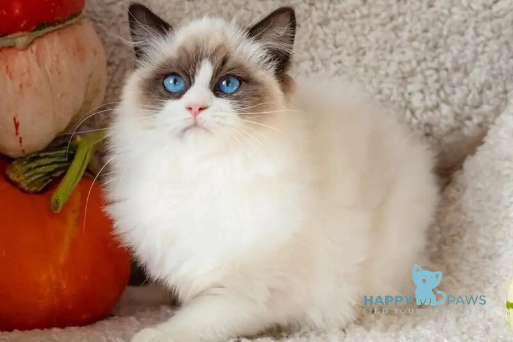 Avrora Ragdoll female seal bicolour live animals