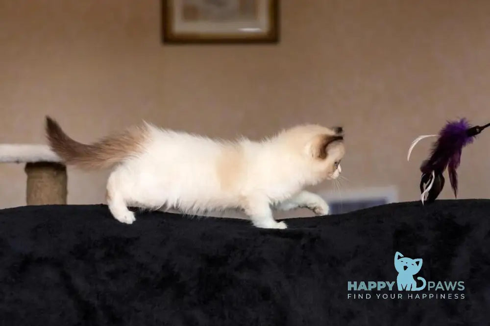 Avrora Ragdoll female seal bicolour live animals