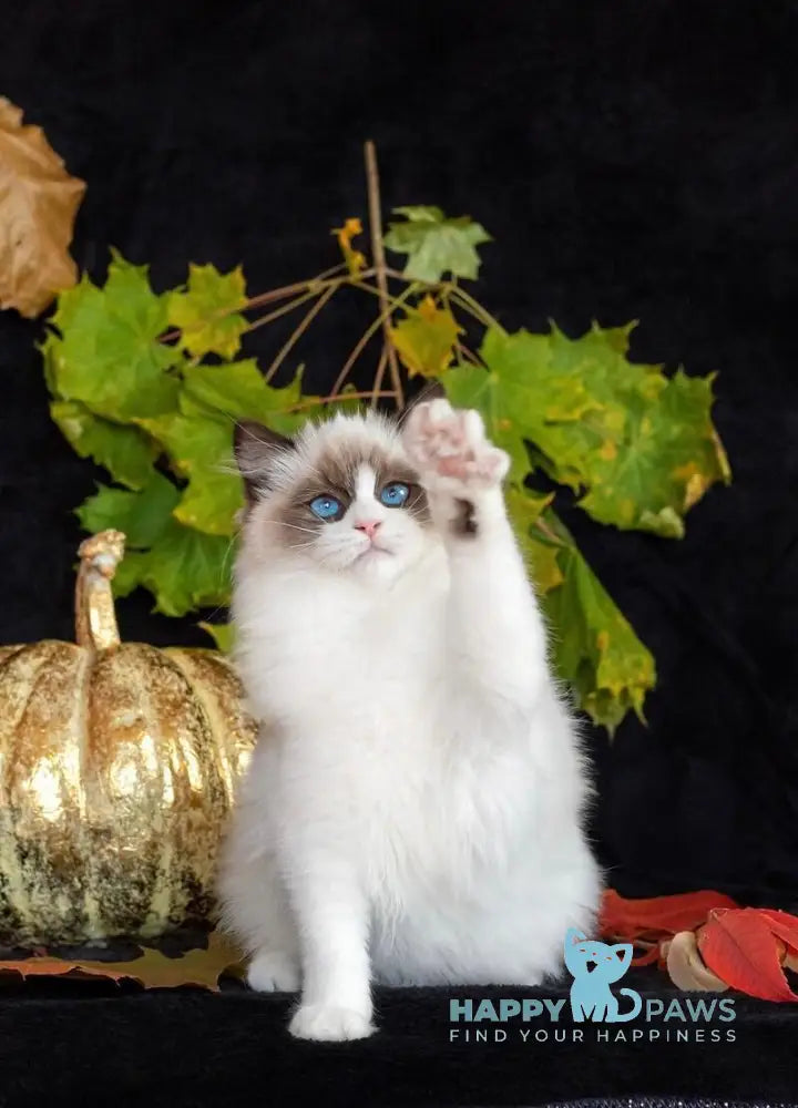 Avrora Ragdoll female seal bicolour live animals
