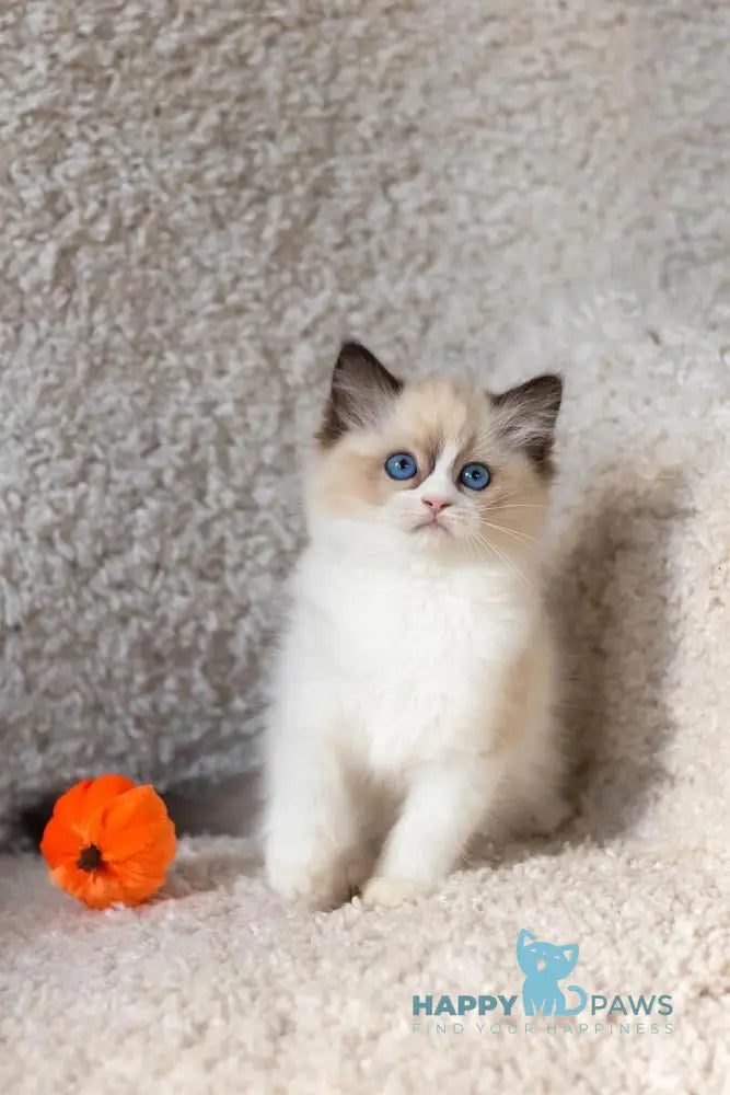 Avrora Ragdoll female seal bicolour live animals