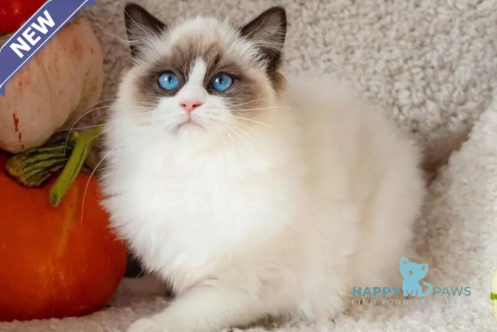 Avrora Ragdoll female seal bicolour live animals