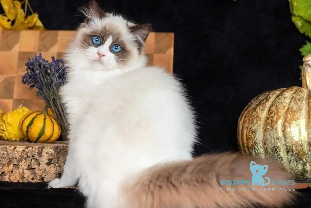 Avrora Ragdoll female seal bicolour live animals