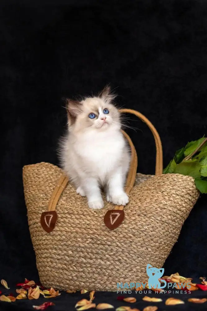 Avrora Ragdoll female seal bicolour live animals