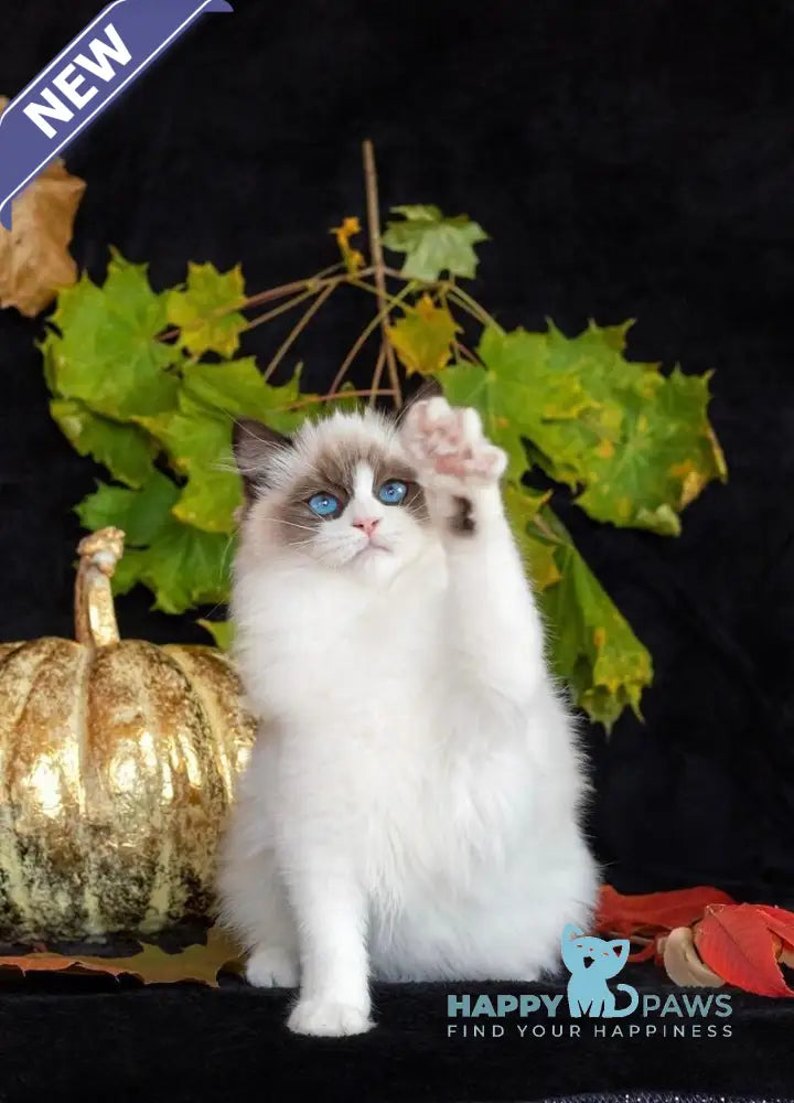 Avrora Ragdoll female seal bicolour live animals