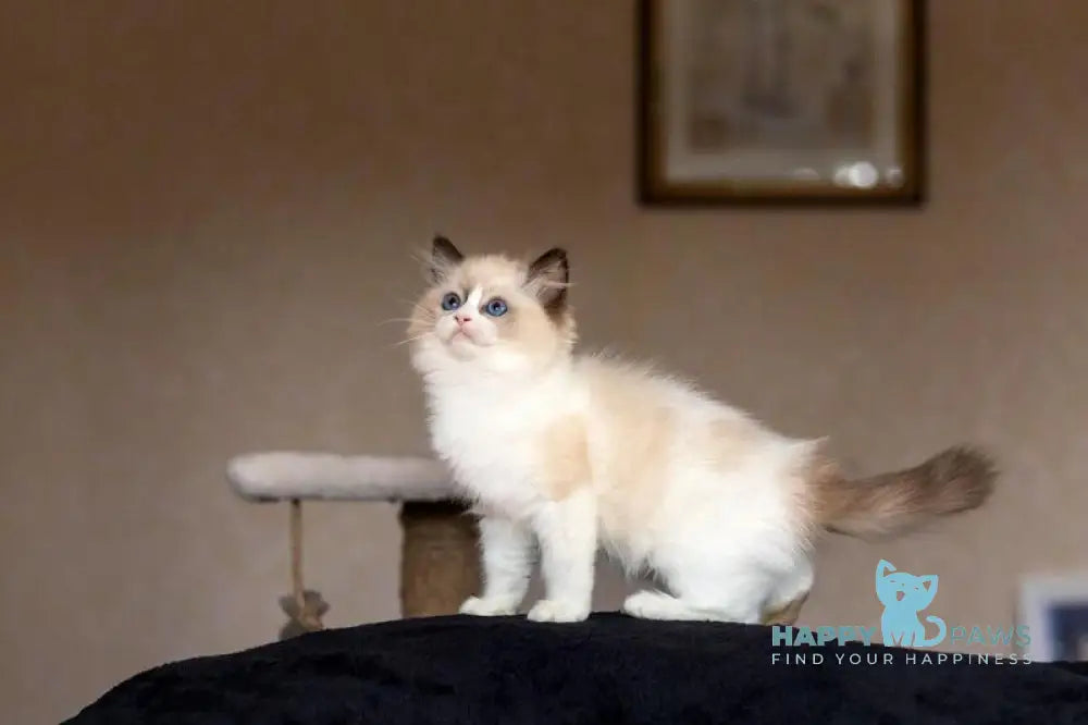 Avrora Ragdoll female seal bicolour live animals