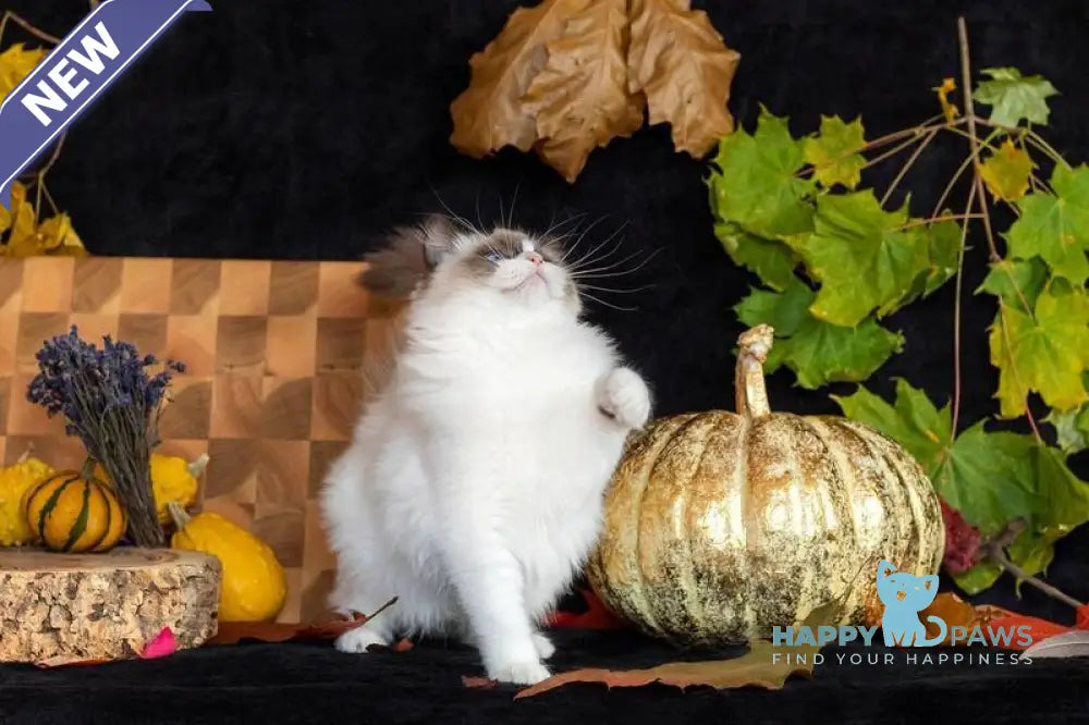 Avrora Ragdoll female seal bicolour live animals