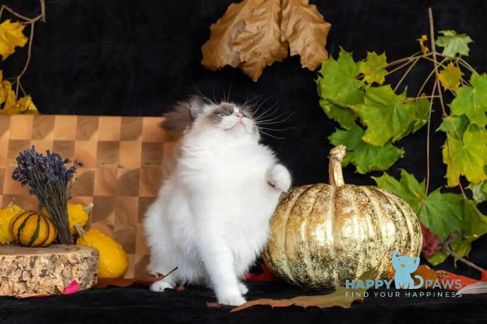 Avrora Ragdoll female seal bicolour live animals