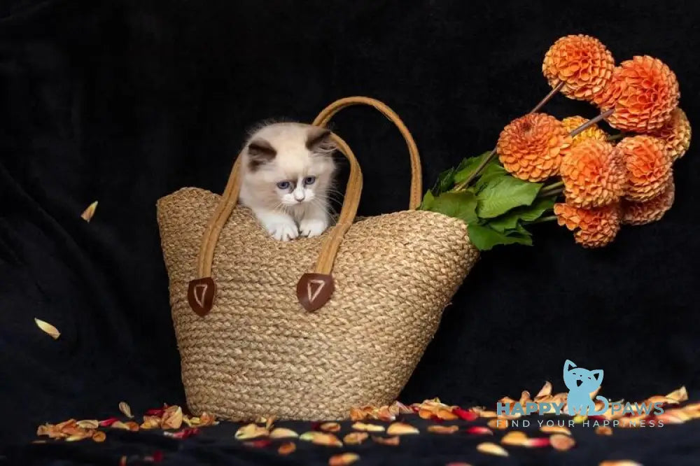 Avrora Ragdoll female seal bicolour live animals