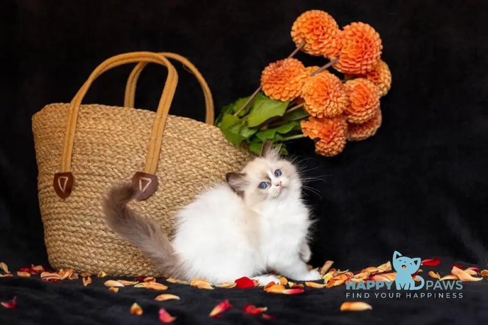 Avrora Ragdoll female seal bicolour live animals