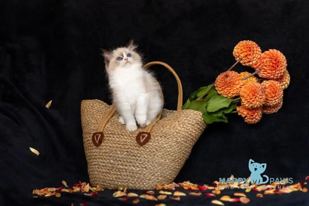 Avrora Ragdoll female seal bicolour live animals