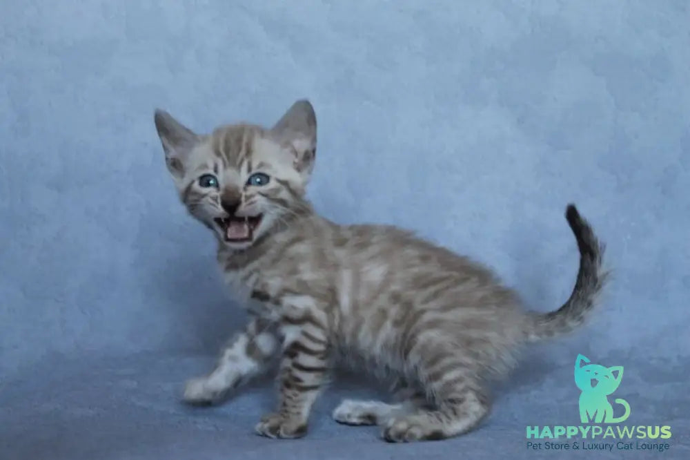 Axel Bengal male black spotted tabby pointed - live animals