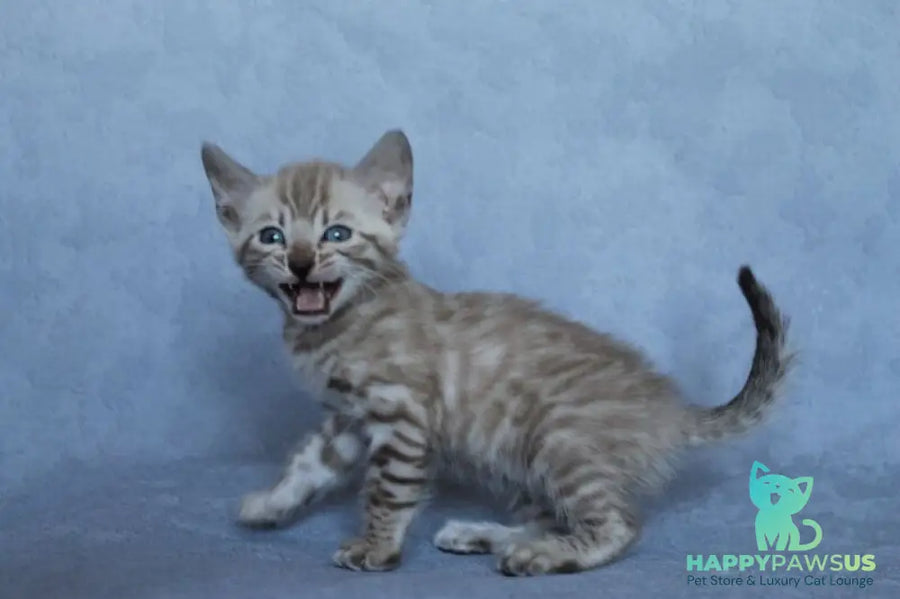 Axel Bengal male black spotted tabby pointed - live animals