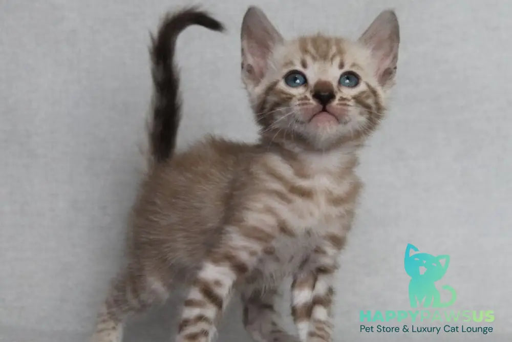 Axel Bengal male black spotted tabby pointed - live animals