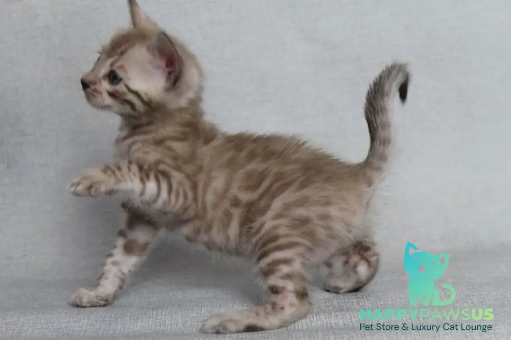 Axel Bengal male black spotted tabby pointed - live animals