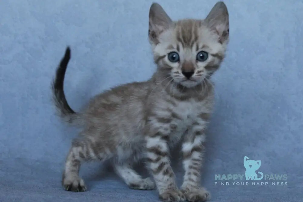 Axel Bengal male black spotted tabby pointed - live animals