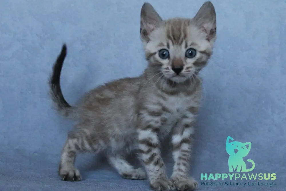 Axel Bengal male black spotted tabby pointed - live animals