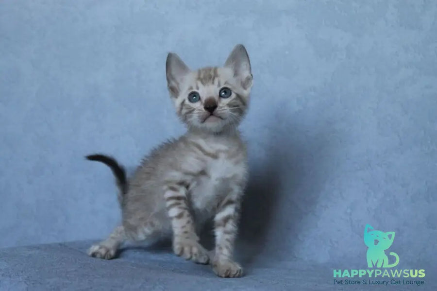 Axel Bengal male black spotted tabby pointed - live animals