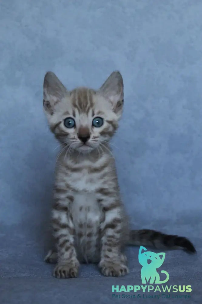 Axel Bengal male black spotted tabby pointed - live animals