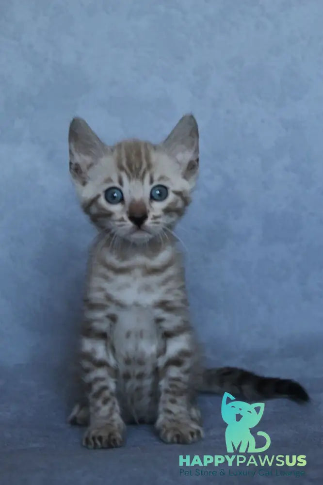 Axel Bengal male black spotted tabby pointed - live animals