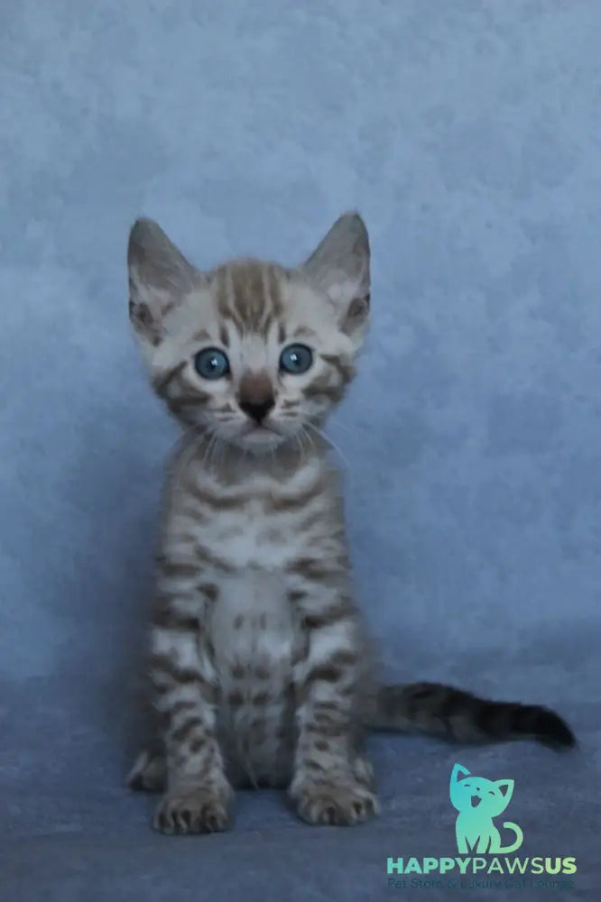 Axel Bengal male black spotted tabby pointed - live animals