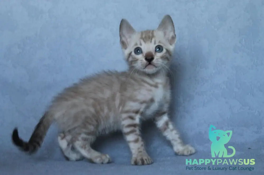 Axel Bengal male black spotted tabby pointed - live animals