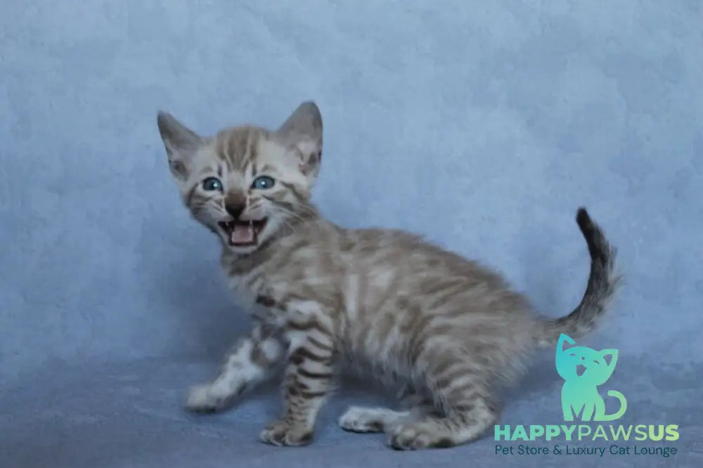 Axel Bengal male black spotted tabby pointed - live animals