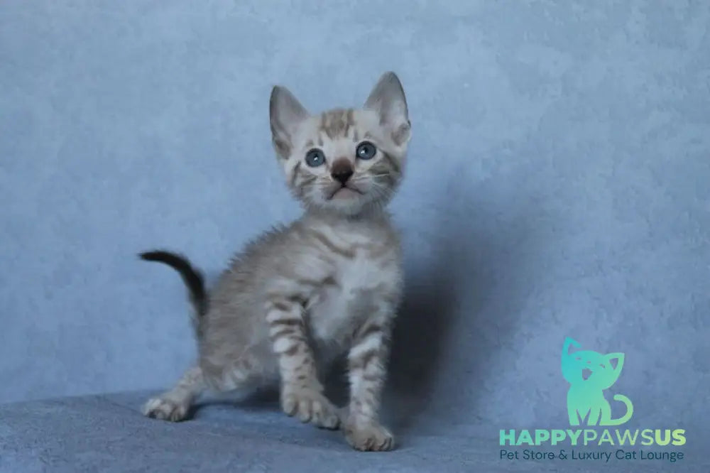 Axel Bengal male black spotted tabby pointed - live animals