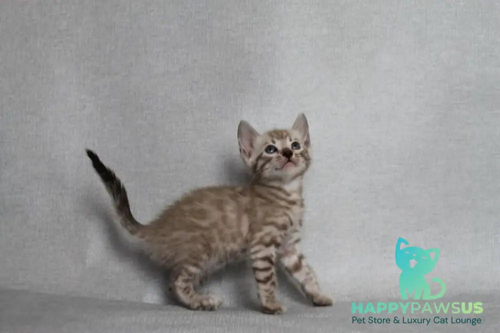 Axel Bengal male black spotted tabby pointed - live animals