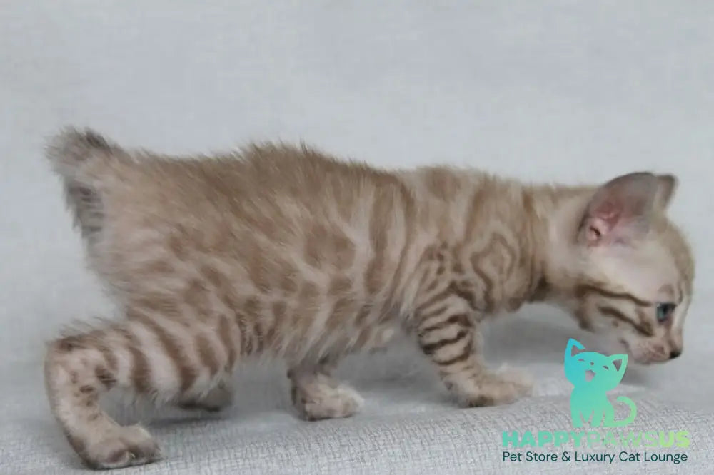 Axel Bengal male black spotted tabby pointed - live animals