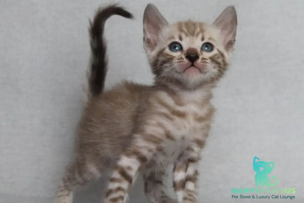 Axel Bengal male black spotted tabby pointed - live animals