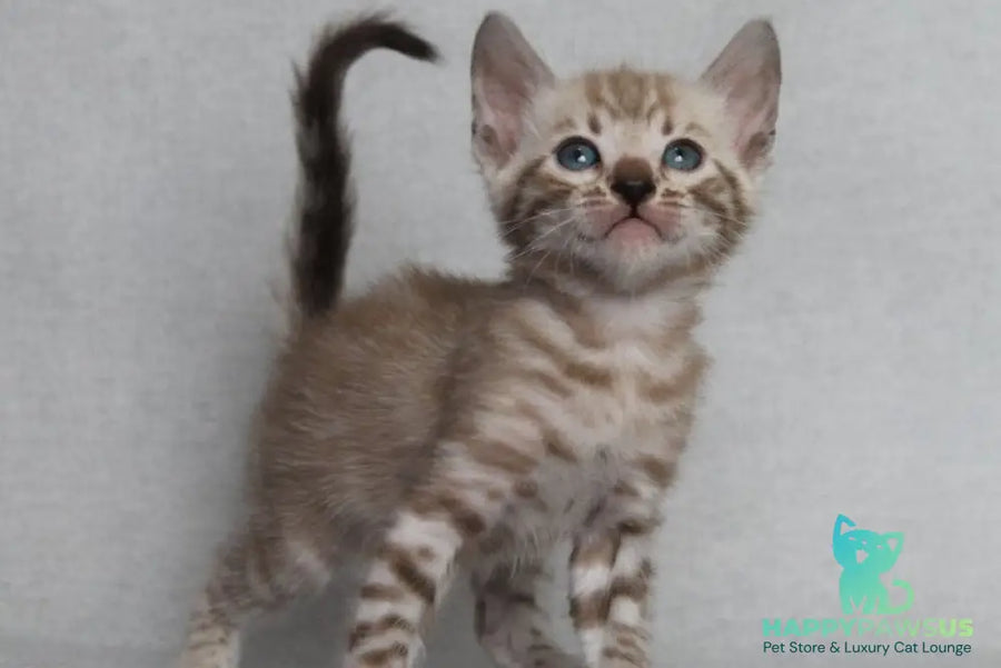 Axel Bengal male black spotted tabby pointed - live animals