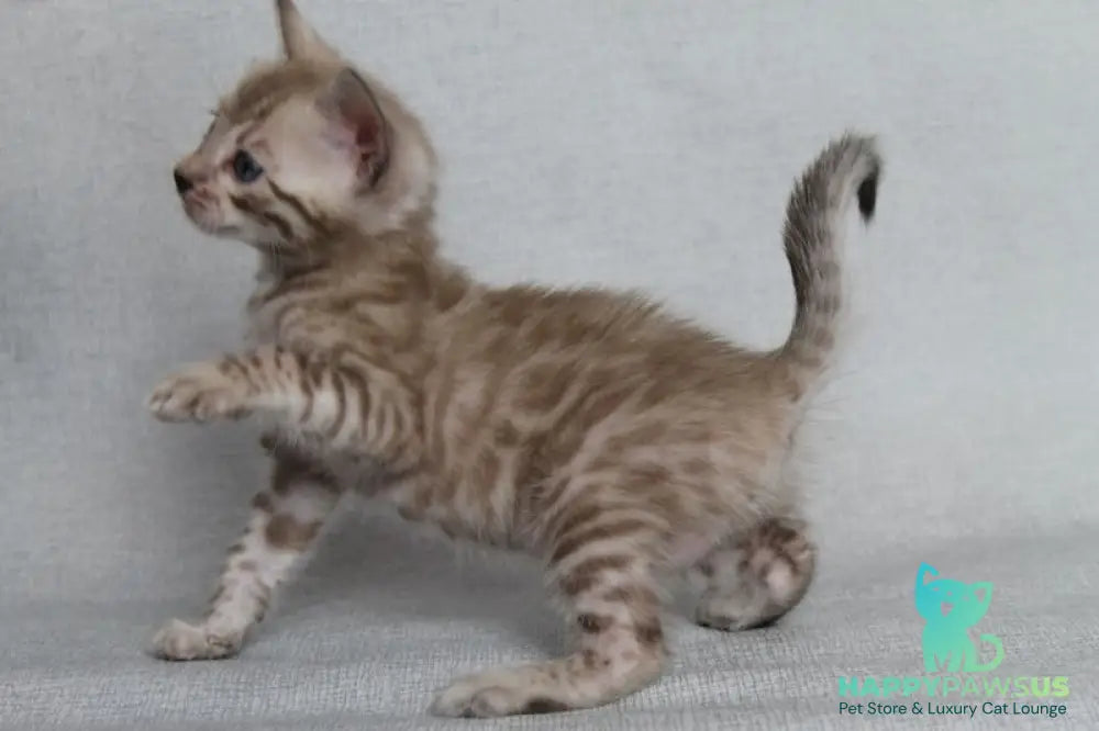Axel Bengal male black spotted tabby pointed - live animals