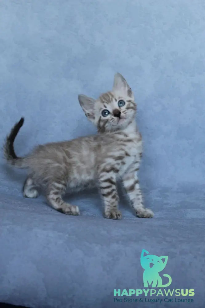Axel Bengal male black spotted tabby pointed - live animals