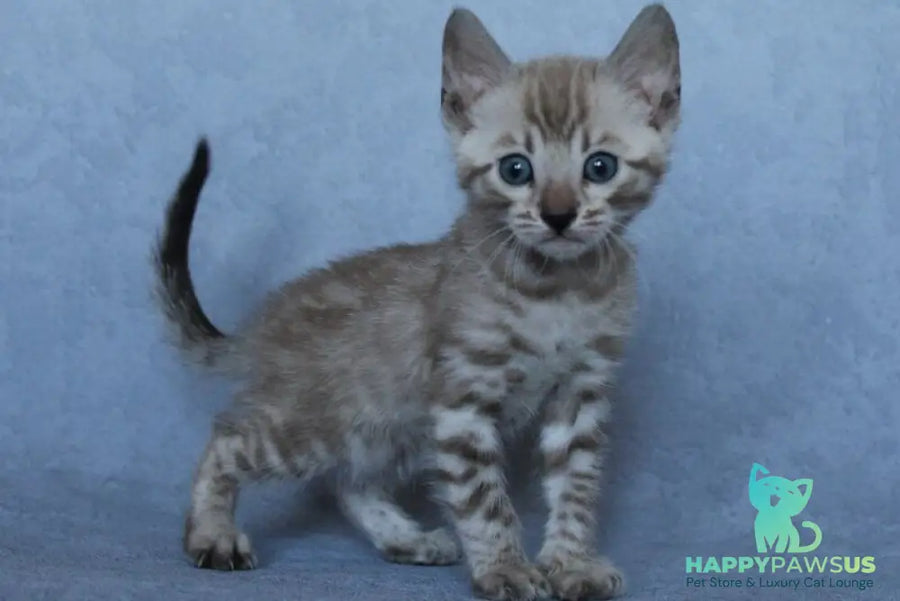 Axel Bengal male black spotted tabby pointed - live animals