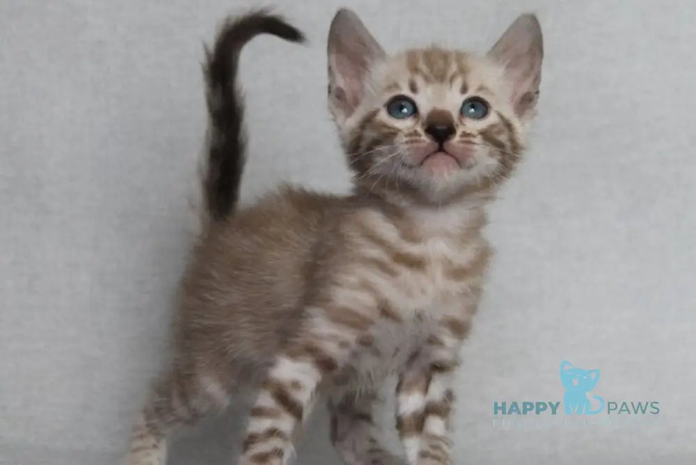 Axel Bengal male black spotted tabby pointed - live animals