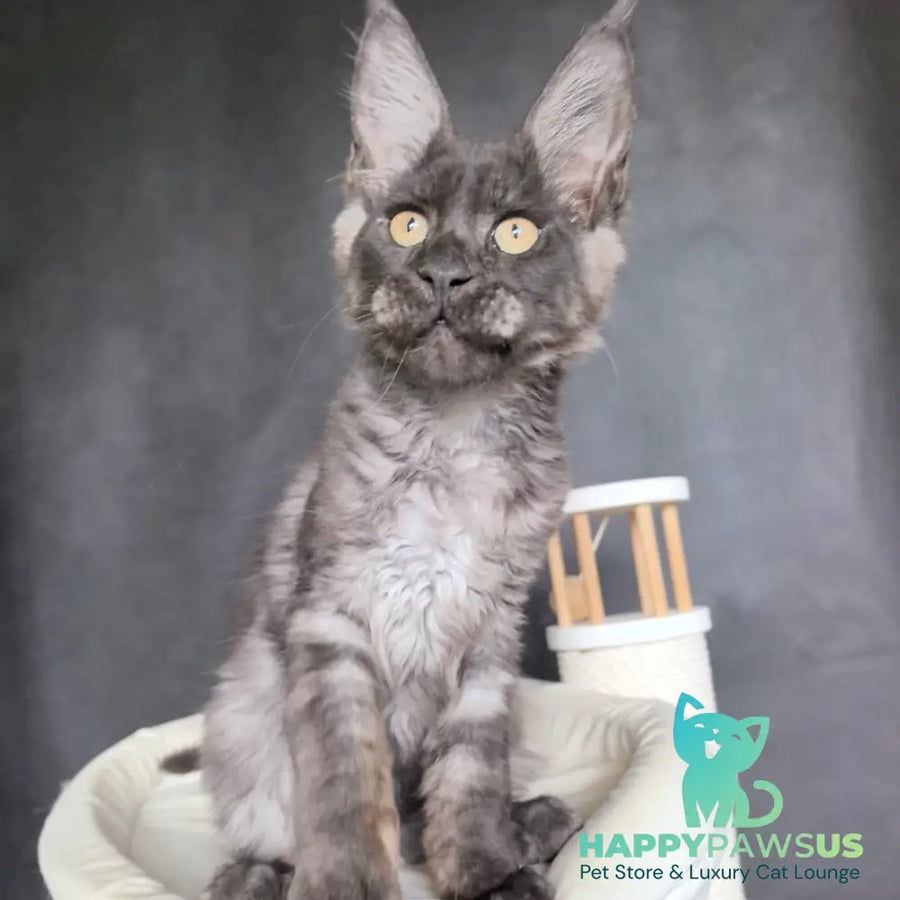 Axel Maine Coon male black silver - live animals