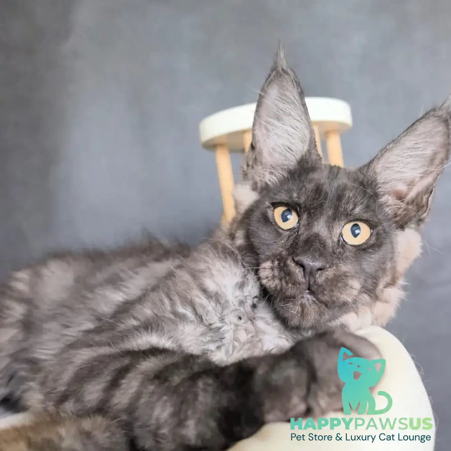 Axel Maine Coon male black silver - live animals