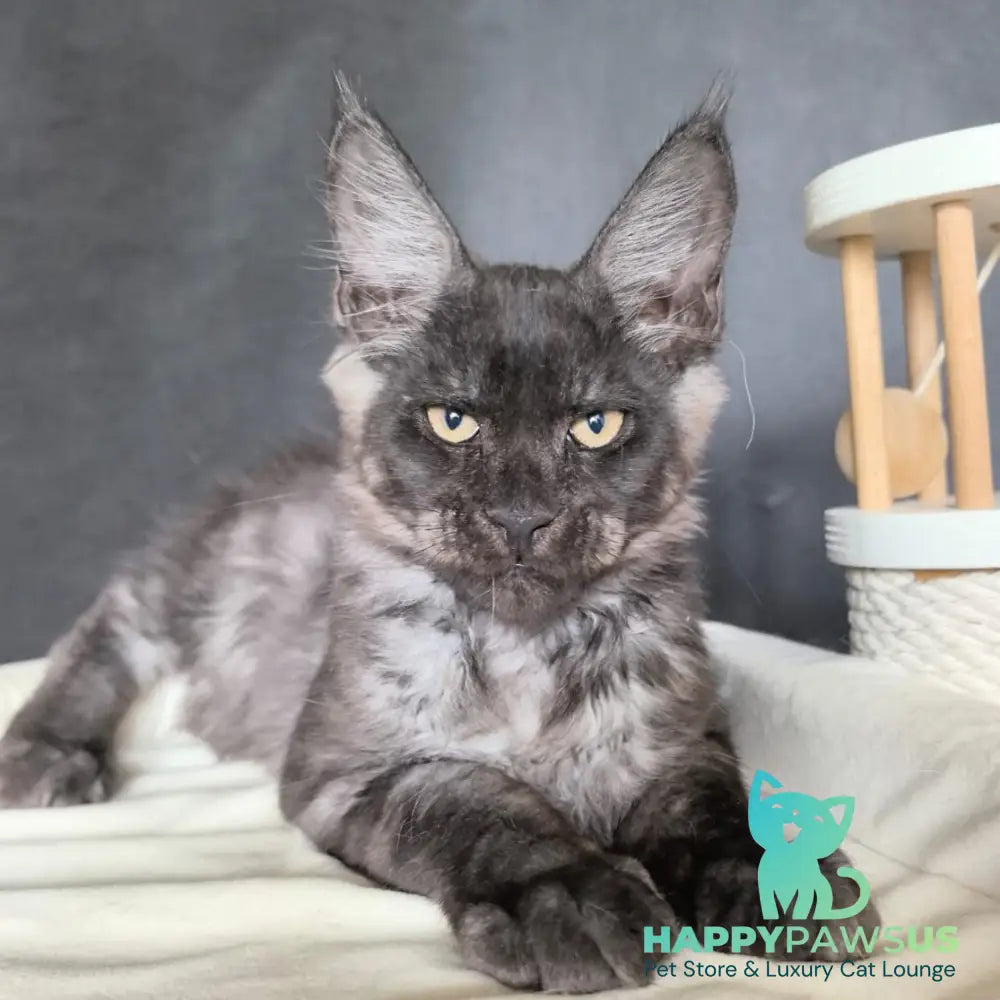 Axel Maine Coon male black silver - live animals
