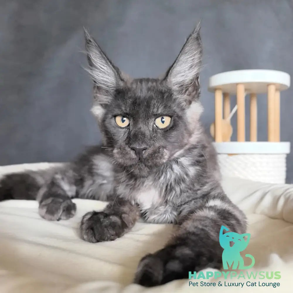 Axel Maine Coon male black silver - live animals