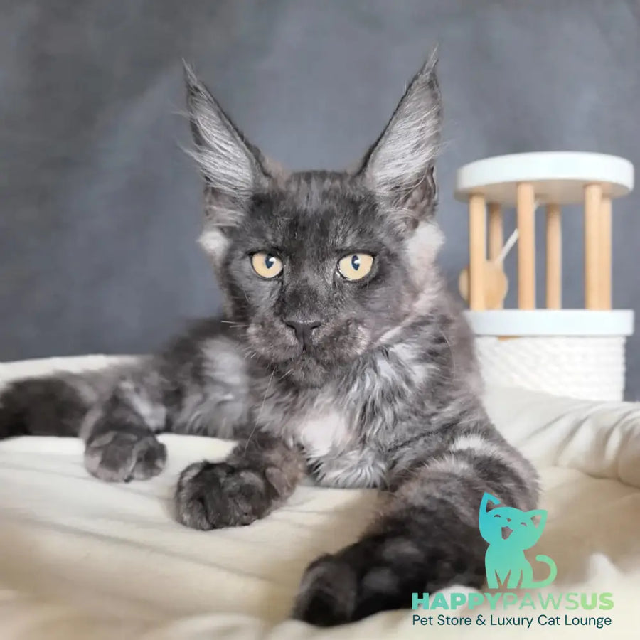 Axel Maine Coon male black silver - live animals
