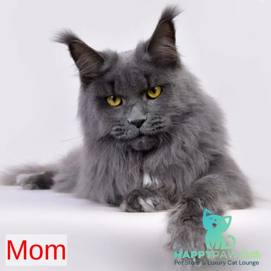 Axel Maine Coon male black silver - live animals