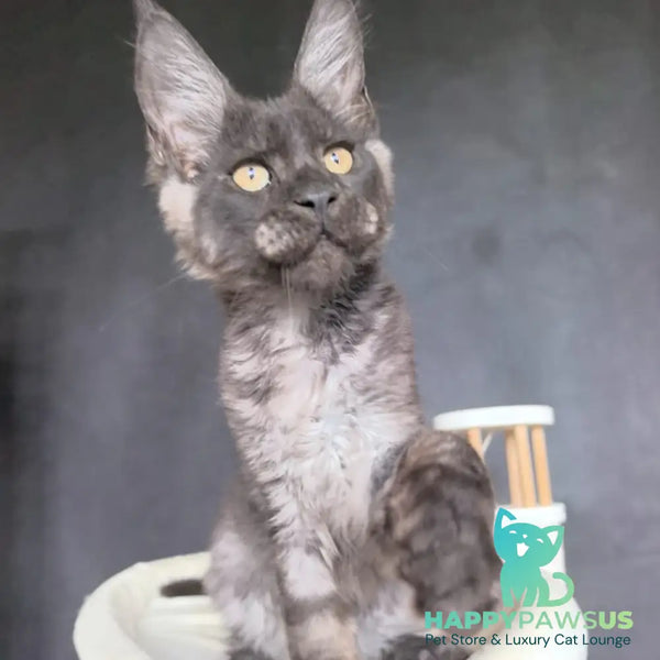 Axel Maine Coon male black silver - live animals