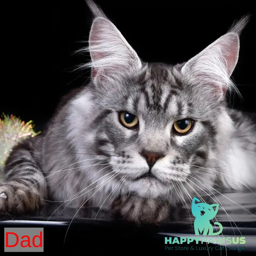 Axel Maine Coon male black silver - live animals